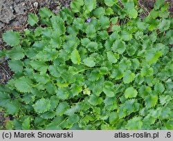 Campanula fenestrellata (dzwonek adriatycki)