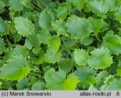 Campanula fenestrellata (dzwonek adriatycki)