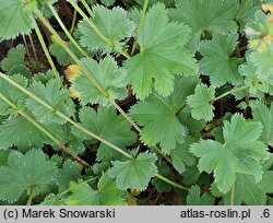 Alchemilla bulgarica (przywrotnik bułgarski)