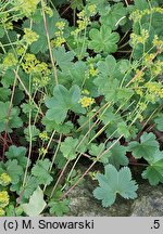 Alchemilla bulgarica (przywrotnik bułgarski)