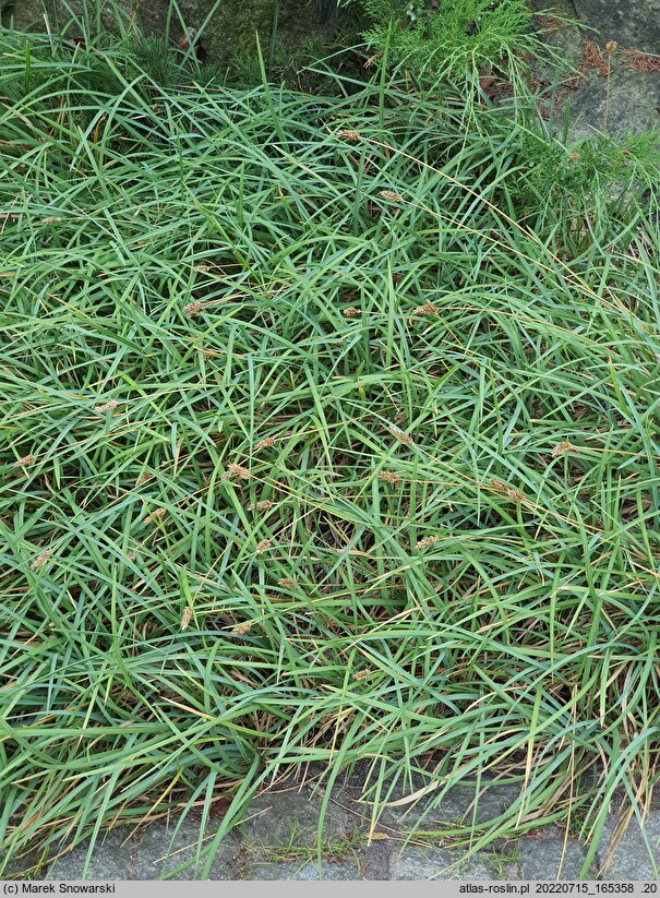 Sesleria robusta (sesleria wielka)