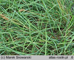 Sesleria robusta (sesleria wielka)