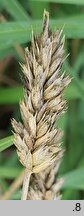 Sesleria robusta (sesleria wielka)