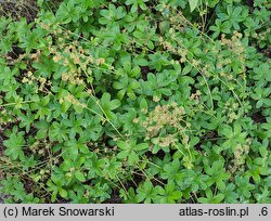 Alchemilla plicata (przywrotnik płaskolistny)