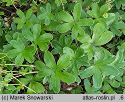 Alchemilla plicata (przywrotnik płaskolistny)