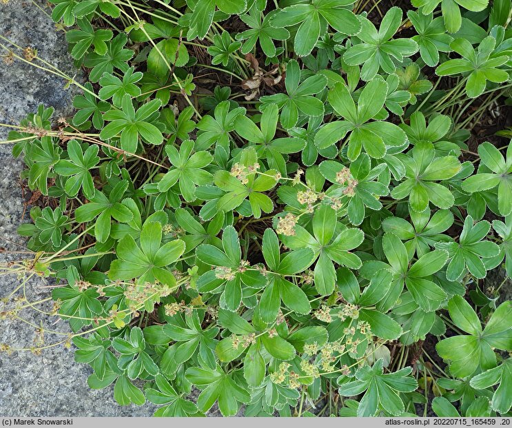 Alchemilla plicata (przywrotnik płaskolistny)