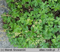 Alchemilla plicata (przywrotnik płaskolistny)