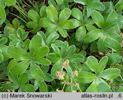 Alchemilla plicata (przywrotnik płaskolistny)