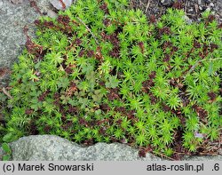 Saxifraga juniperifolia (skalnica jałowcowatolistna)