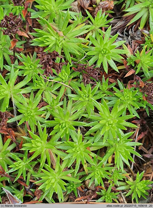 Saxifraga juniperifolia (skalnica jałowcowatolistna)
