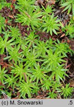 Saxifraga juniperifolia (skalnica jałowcowatolistna)