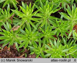 Saxifraga juniperifolia (skalnica jałowcowatolistna)