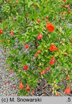 Punica granatum Nana