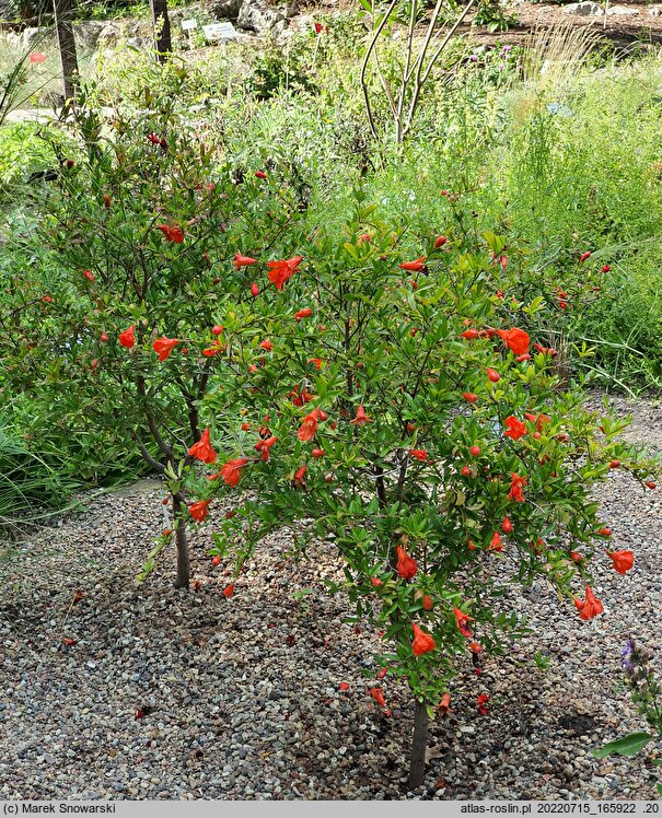 Punica granatum Nana