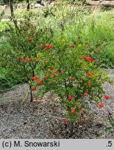 Punica granatum Nana