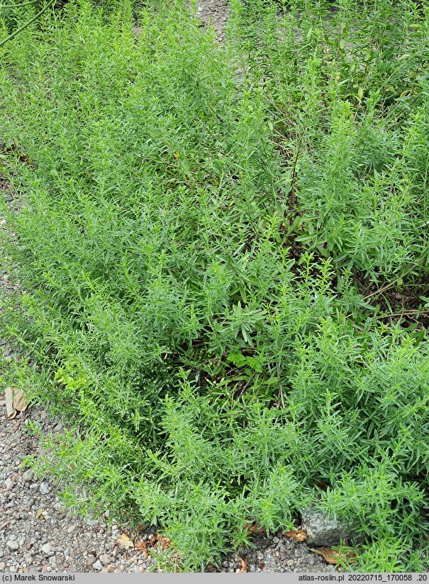 Satureja subspicata (cząber dalmatyński)