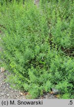 Satureja subspicata (cząber dalmatyński)