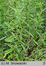 Satureja subspicata (cząber dalmatyński)