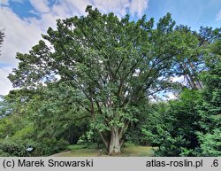 Quercus frainetto (dąb węgierski)