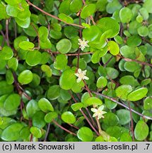 Muehlenbeckia axillaris (muhlenbekia niska)