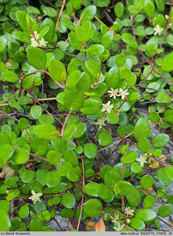 Muehlenbeckia axillaris (muhlenbekia niska)
