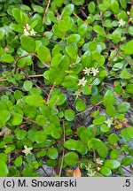 Muehlenbeckia axillaris (muhlenbekia niska)