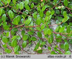 Muehlenbeckia axillaris (muhlenbekia niska)