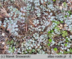 Acaena saccaticupula (acena mieszkowata)