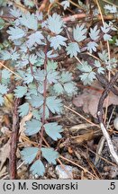 Acaena saccaticupula (acena mieszkowata)