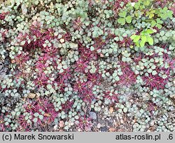 Acaena microphylla (acena drobnolistna)