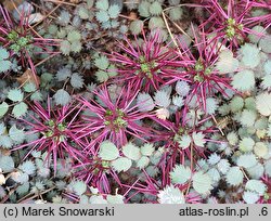 Acaena microphylla (acena drobnolistna)