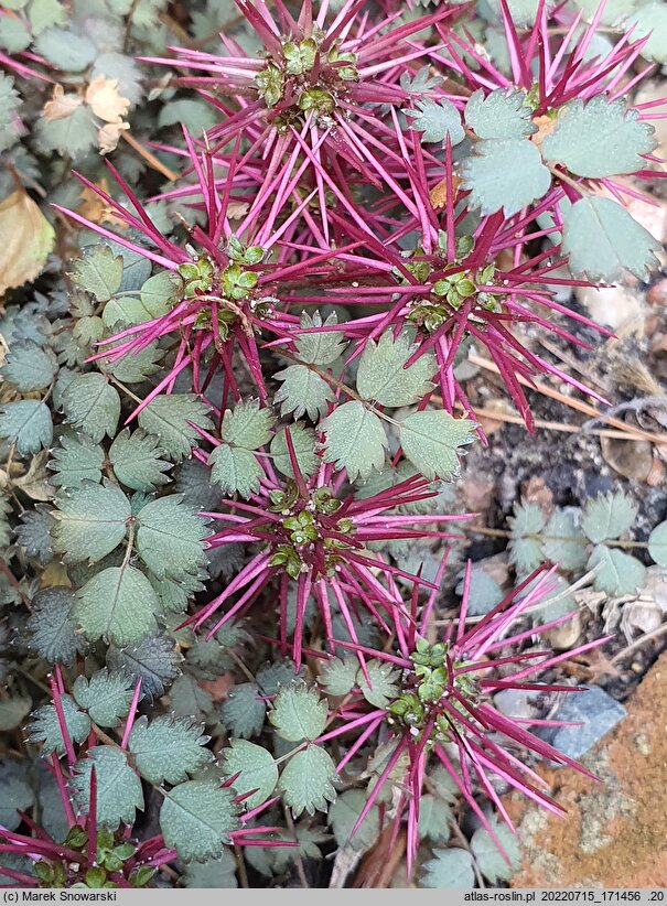 Acaena microphylla (acena drobnolistna)