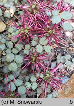 Acaena microphylla (acena drobnolistna)