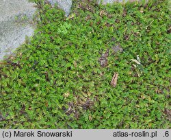Cotula squalida (kotula nowozelandzka)