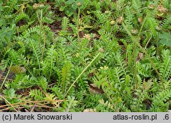 Cotula squalida (kotula nowozelandzka)