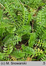 Cotula squalida (kotula nowozelandzka)