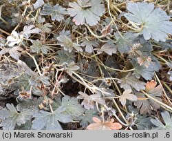 Geranium brevicaule (bodziszek bezszypułkowy)