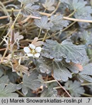 Geranium brevicaule (bodziszek bezszypułkowy)