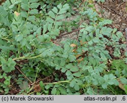 Acaena magellanica (acena wielkopręcikowa)