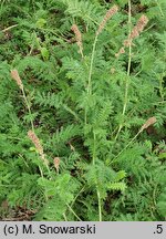 Acaena myriophylla