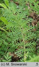 Acaena myriophylla