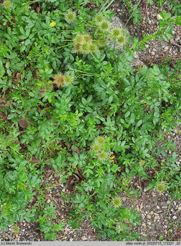 Acaena pallida (acena blada)