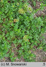 Acaena pallida (acena blada)