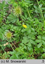 Acaena pallida (acena blada)