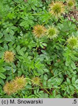 Acaena pallida (acena blada)