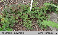 Acaena caespitosa (acena darniowa)