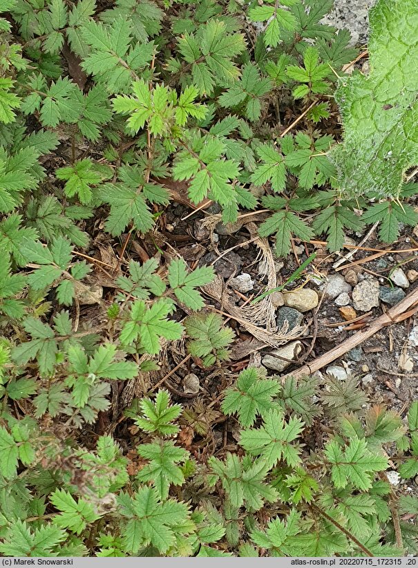 Acaena caespitosa (acena darniowa)