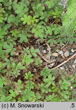 Acaena caespitosa (acena darniowa)