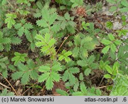 Acaena caespitosa (acena darniowa)