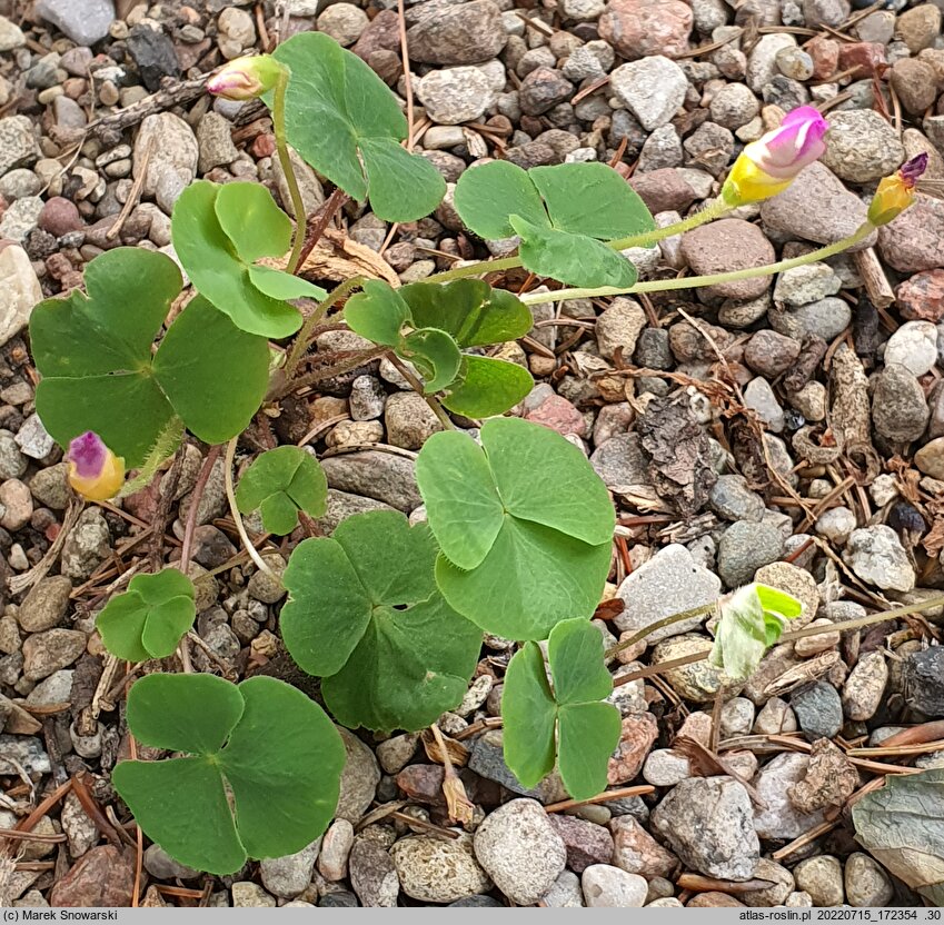 Oxalis depressa